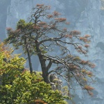 bizarrer Baum vom Schaufelsen aus gesehen
